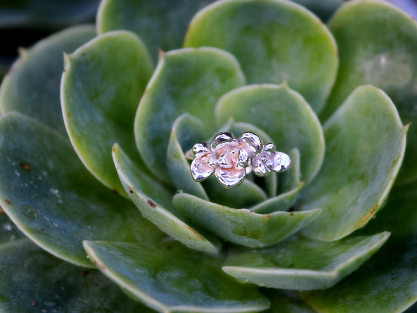 Succulent Ring