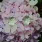 Hydrangea Earrings Silver