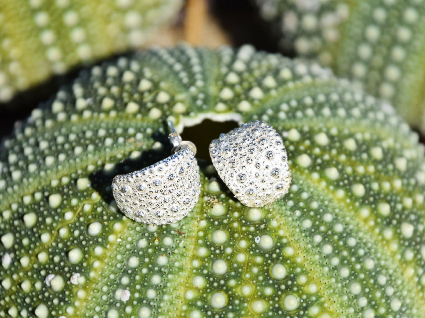 Sea Urchin Kina Earring Hoops