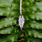 Alocasia Pendant