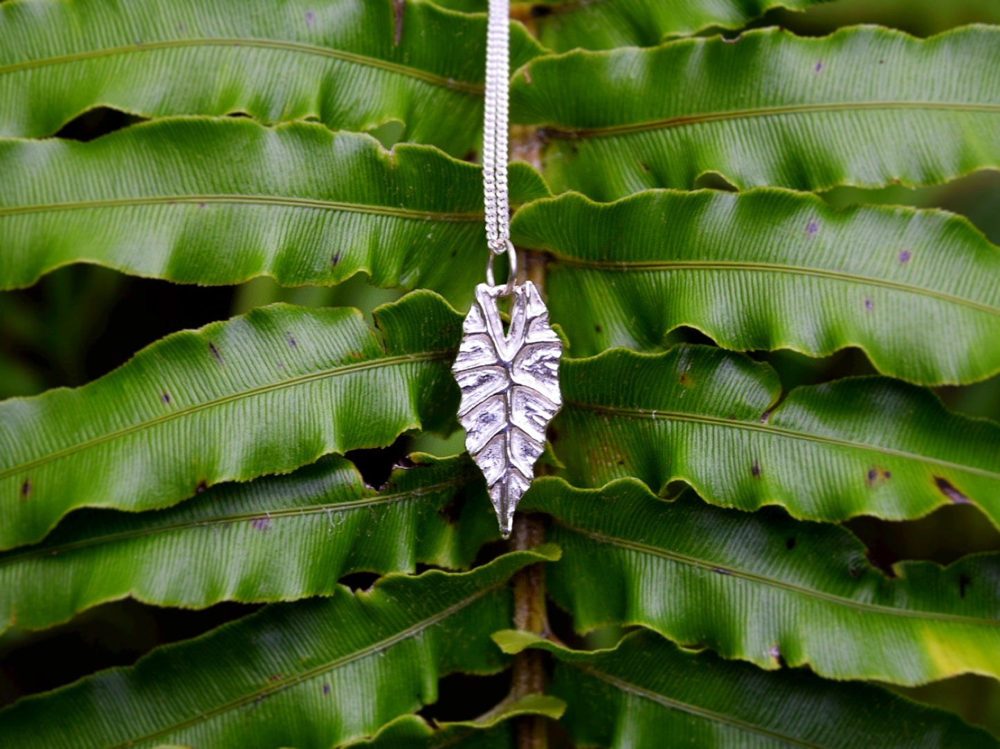 Alocasia Pendant