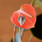 Anthurium Pendant