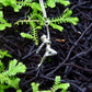 Dancer Reaching for the Stars Pendant