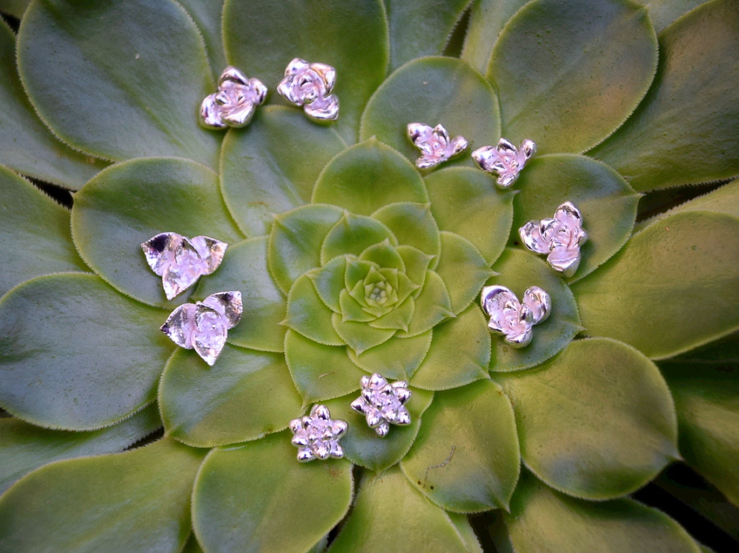 Succulent Earrings