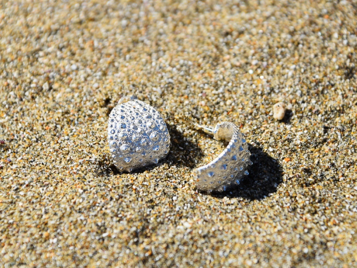 Sea Urchin Kina Earring Hoops