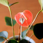 Anthurium Pendant