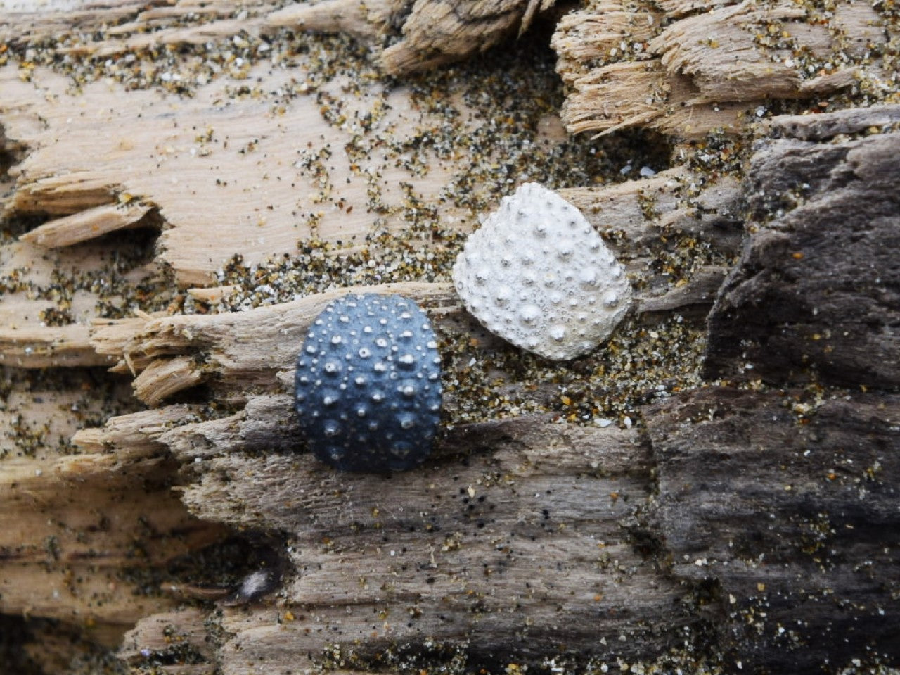 Sea Urchin Kina Earring Hoops