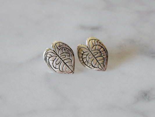 anthurium clarinervium earrings indoor plant nz