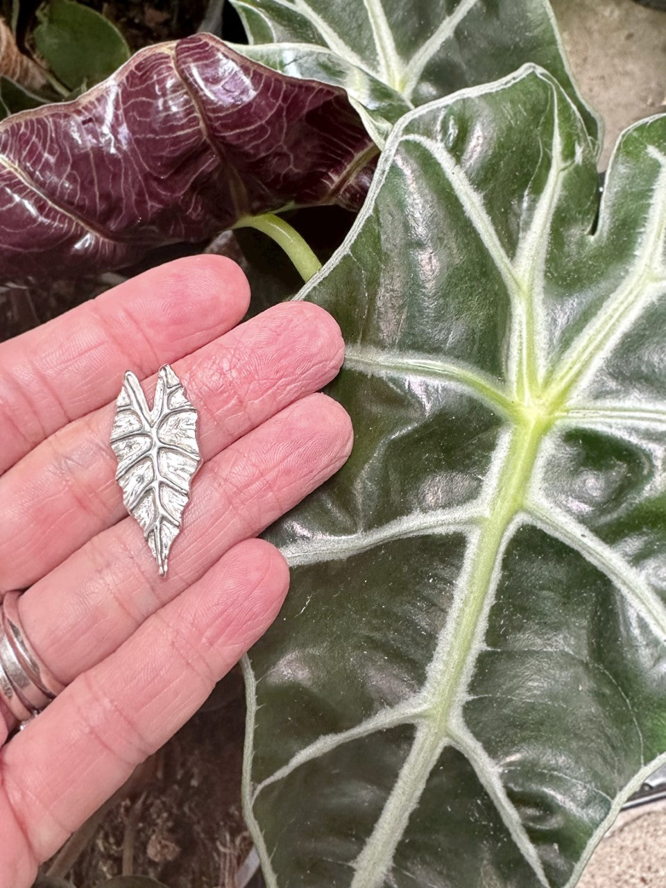 alocasia earrings indoor plant nz