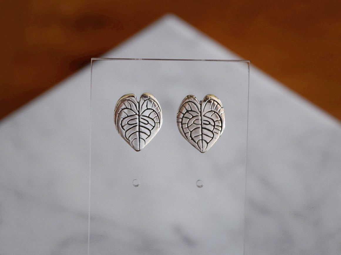 anthurium clarinervium earrings indoor plant nz