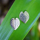 anthurium clarinervium earrings indoor plant nz