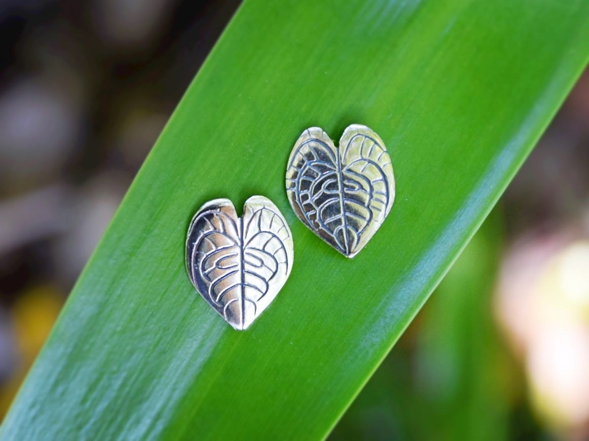 anthurium clarinervium earrings indoor plant nz